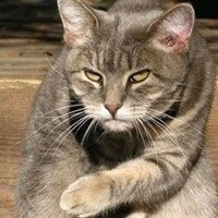 Наталия Шефер
