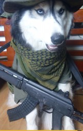 HolyDog33