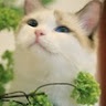 Еноха