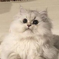 Илья Степанов