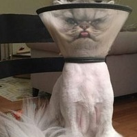 Эрика Черная