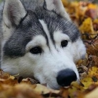 Данил Жаров