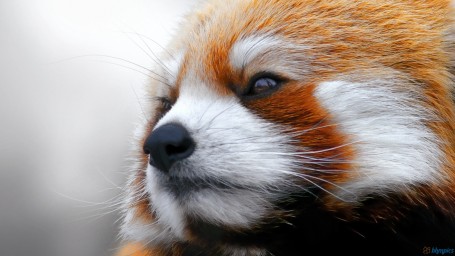RedPanda
