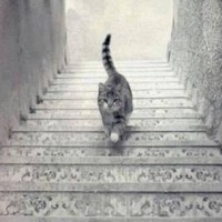 Никита Романов