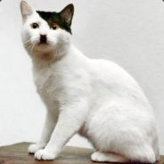 Ростик логвин