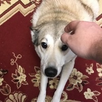 Кешп Рай