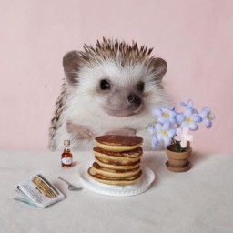 EnHedgehog