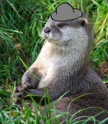 Otter in a Hat