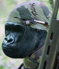 Alksarus