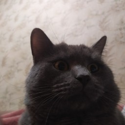 Wolminor
