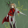 Astre Hawke