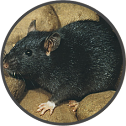 Vastkokoko