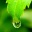 Linl SK