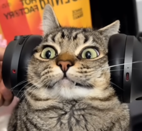 Qwertyx