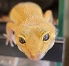 Миетиль